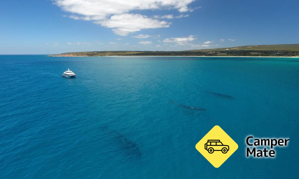 Dunsborough Whale Watching Cruise के बारे में राय - Image 3