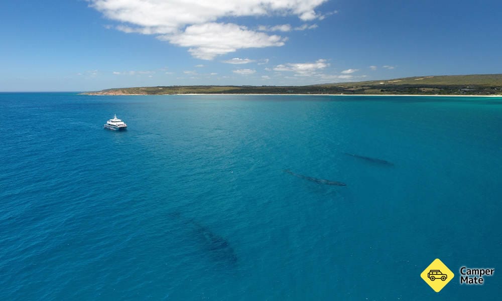 Dunsborough Whale Watching Cruise