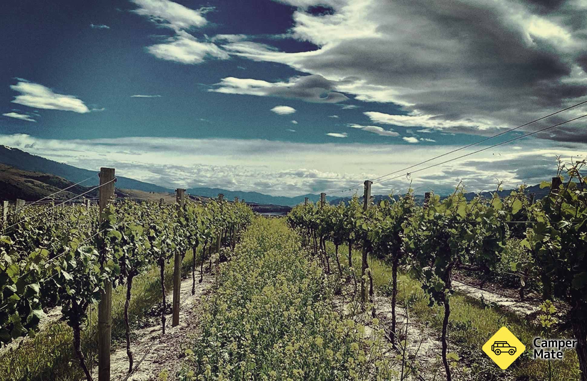 Om Nanny Goat Vineyard - Image 2
