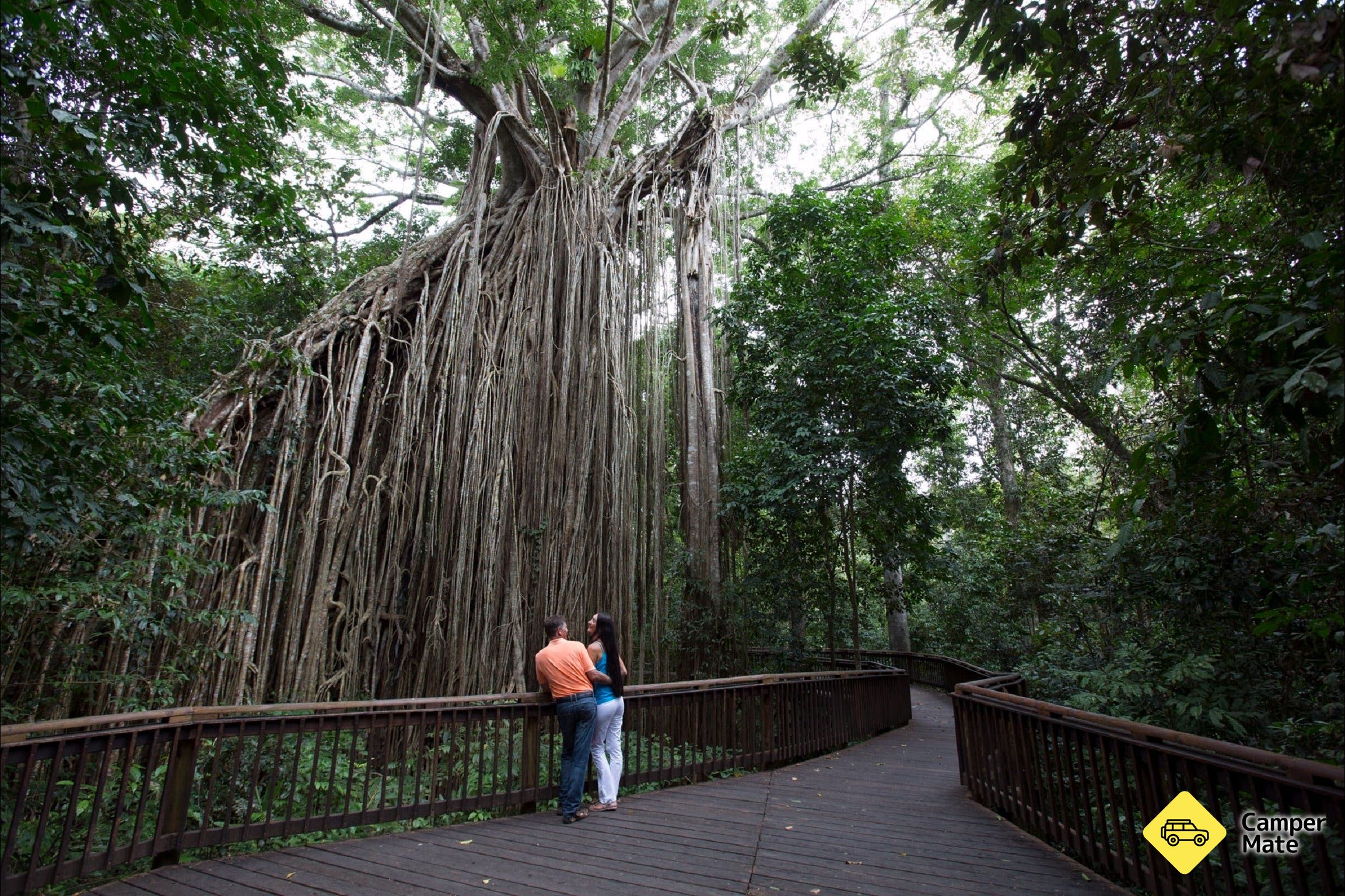 カーテンの木 Fig Tree