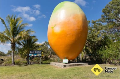 Mango mare