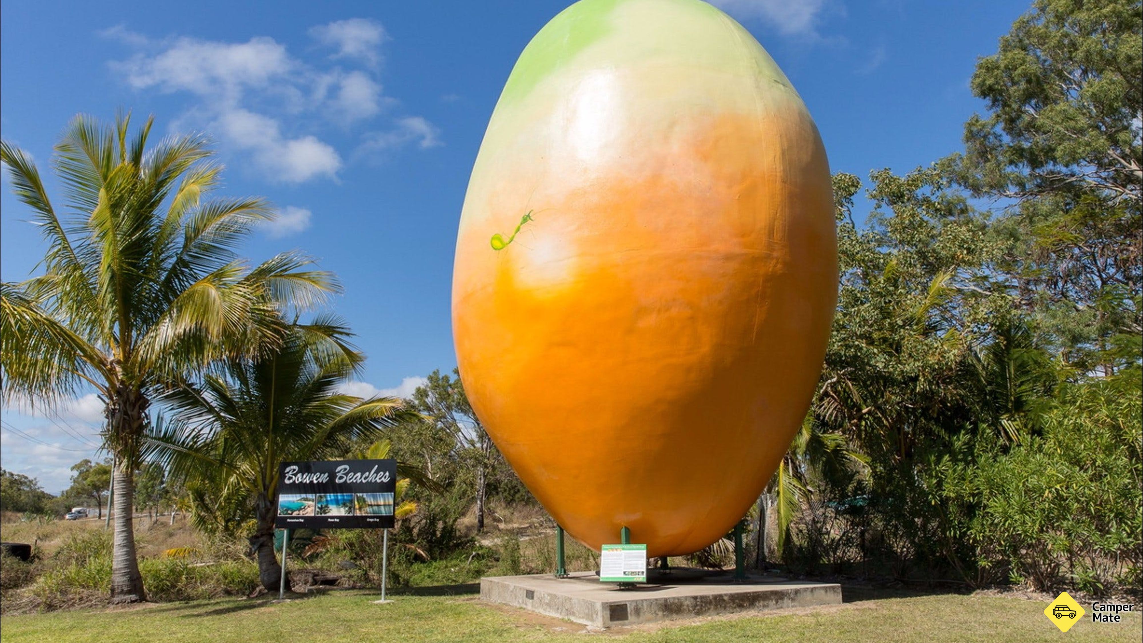 Mango mare