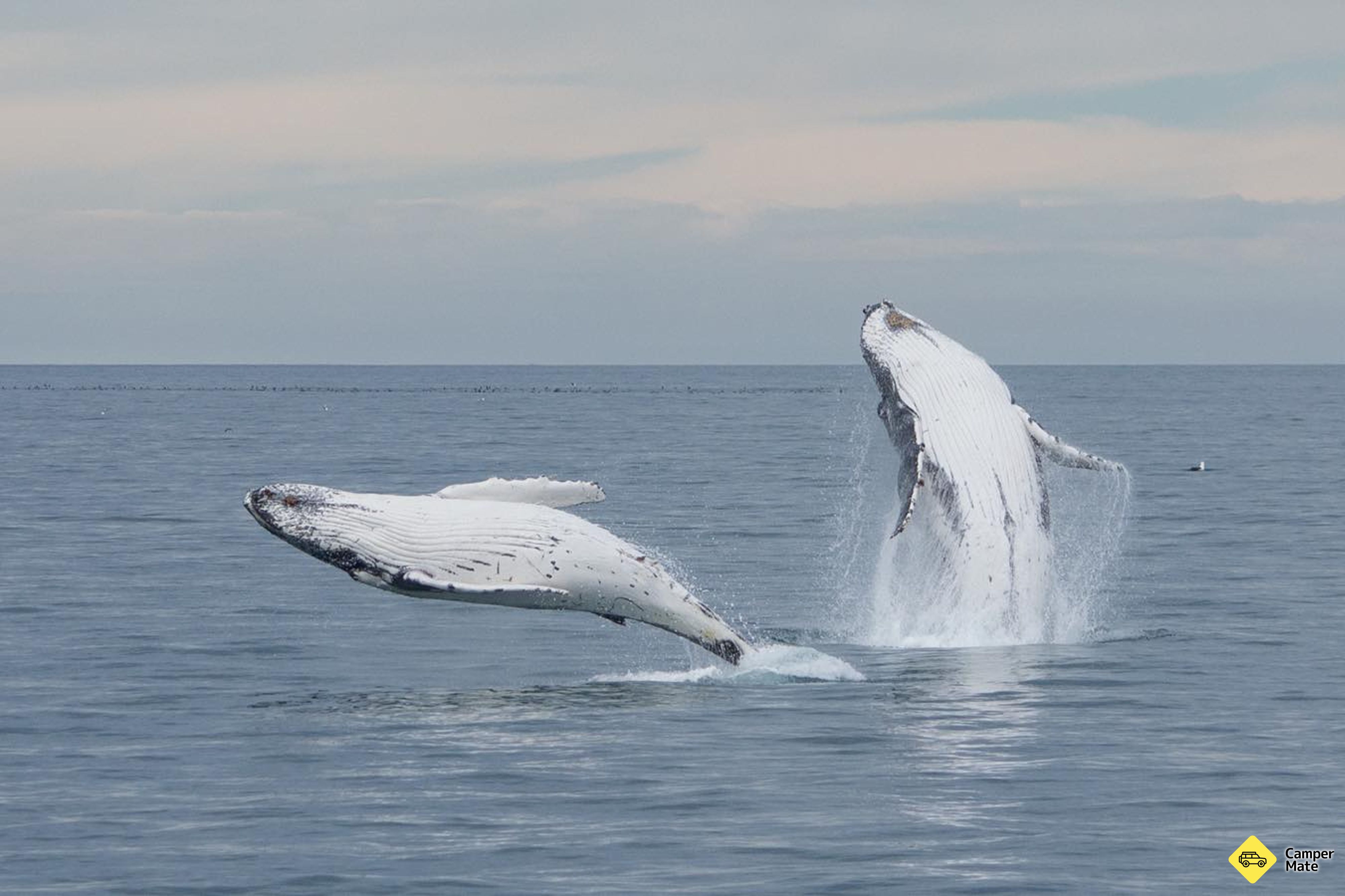 Whale Watch Kaikoura - Image 3