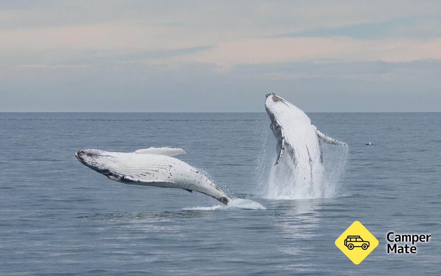 Whale Watch Kaikoura - Image 3