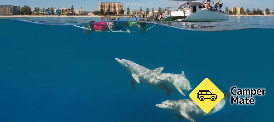 Adelaide Swim with Wild Dolphins Cruise - Image 3
