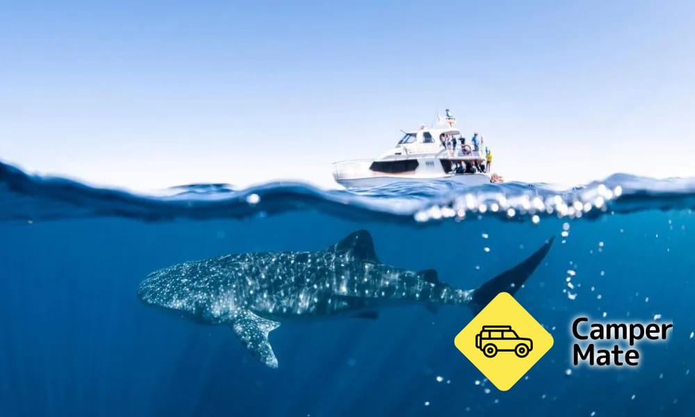 Swim with the Whale Sharks - Image 2