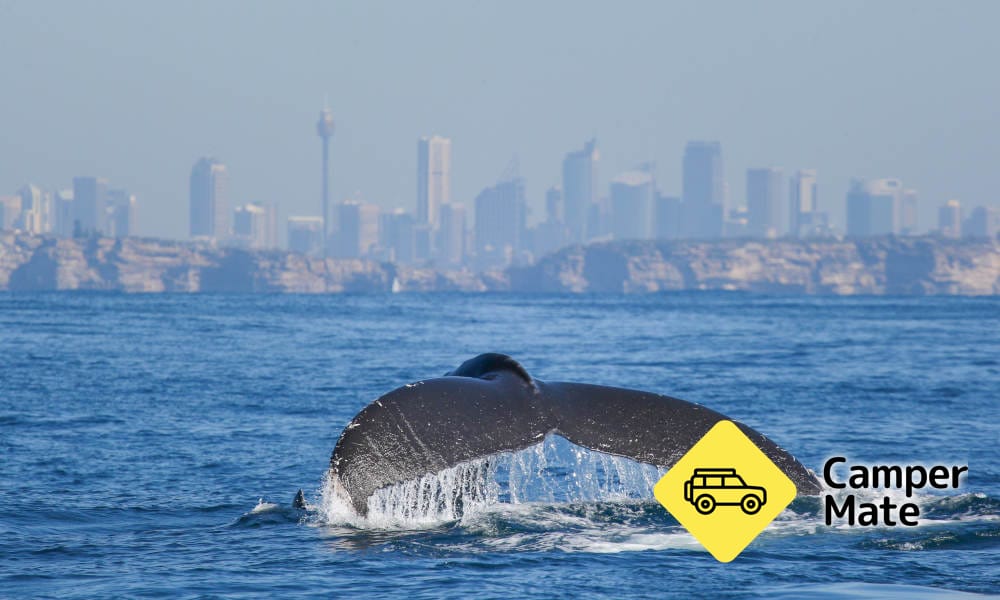 Sydney Whale Watching Discovery Cruise - Image 3