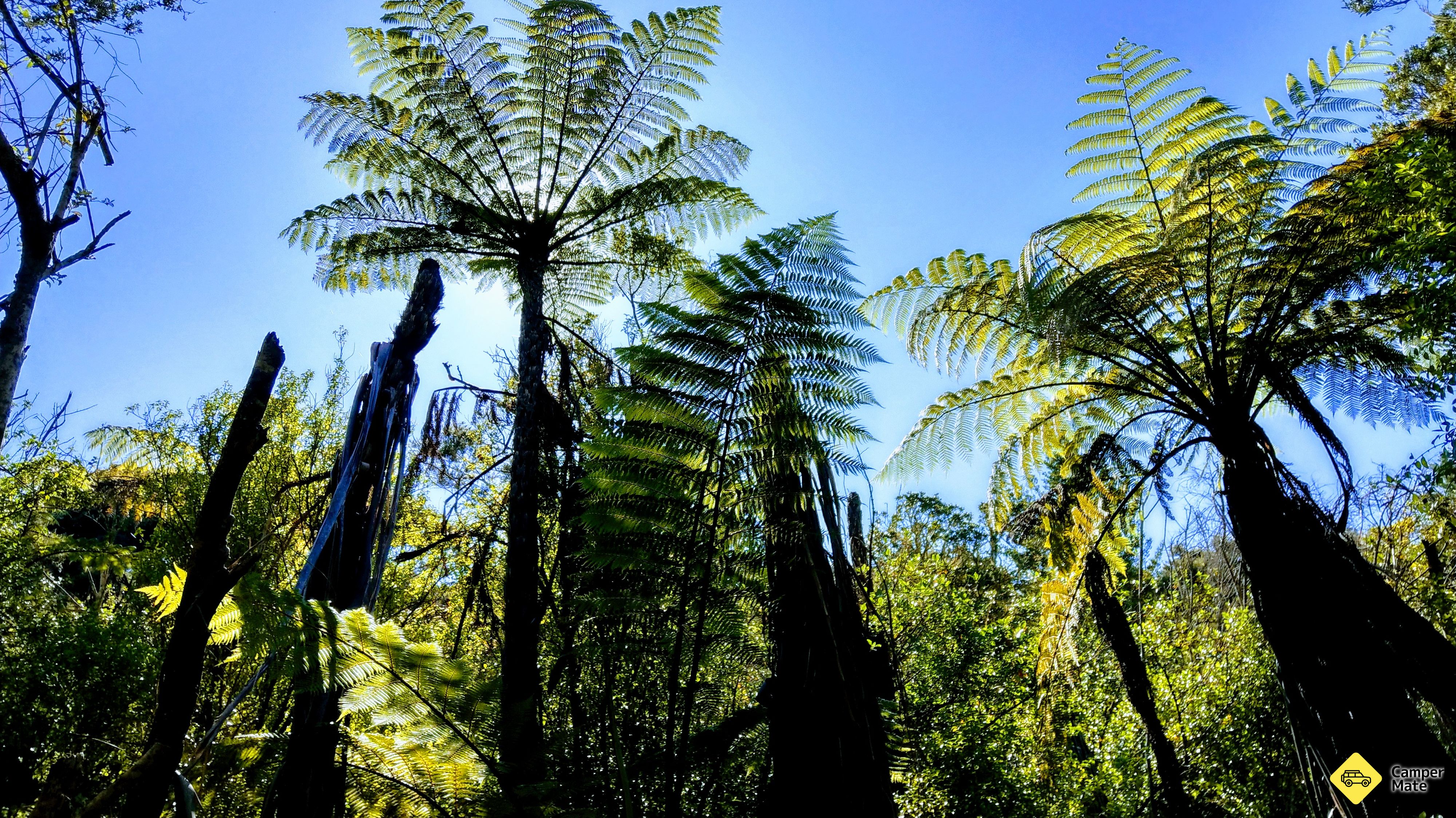 Rangitoto Island 는 당신의 산책을위한 계획을 세우십시오.
