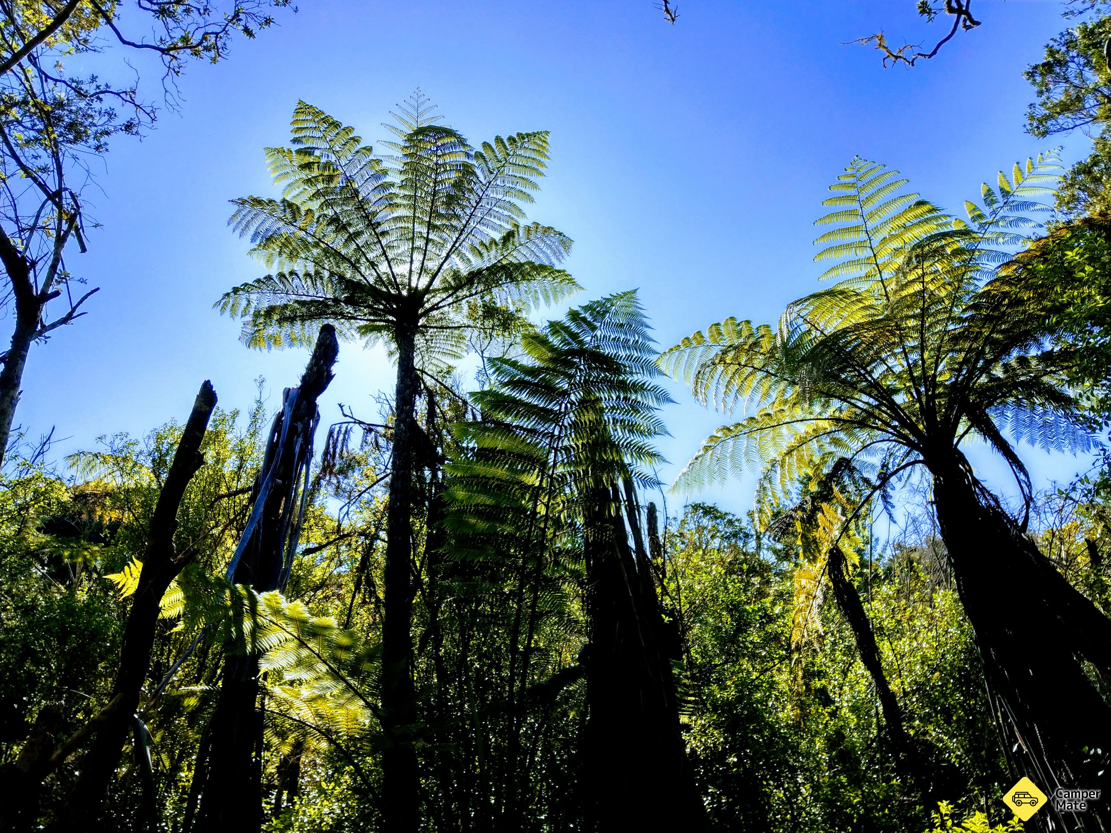 Rangitoto Island Begynd at planlægge din gåtur