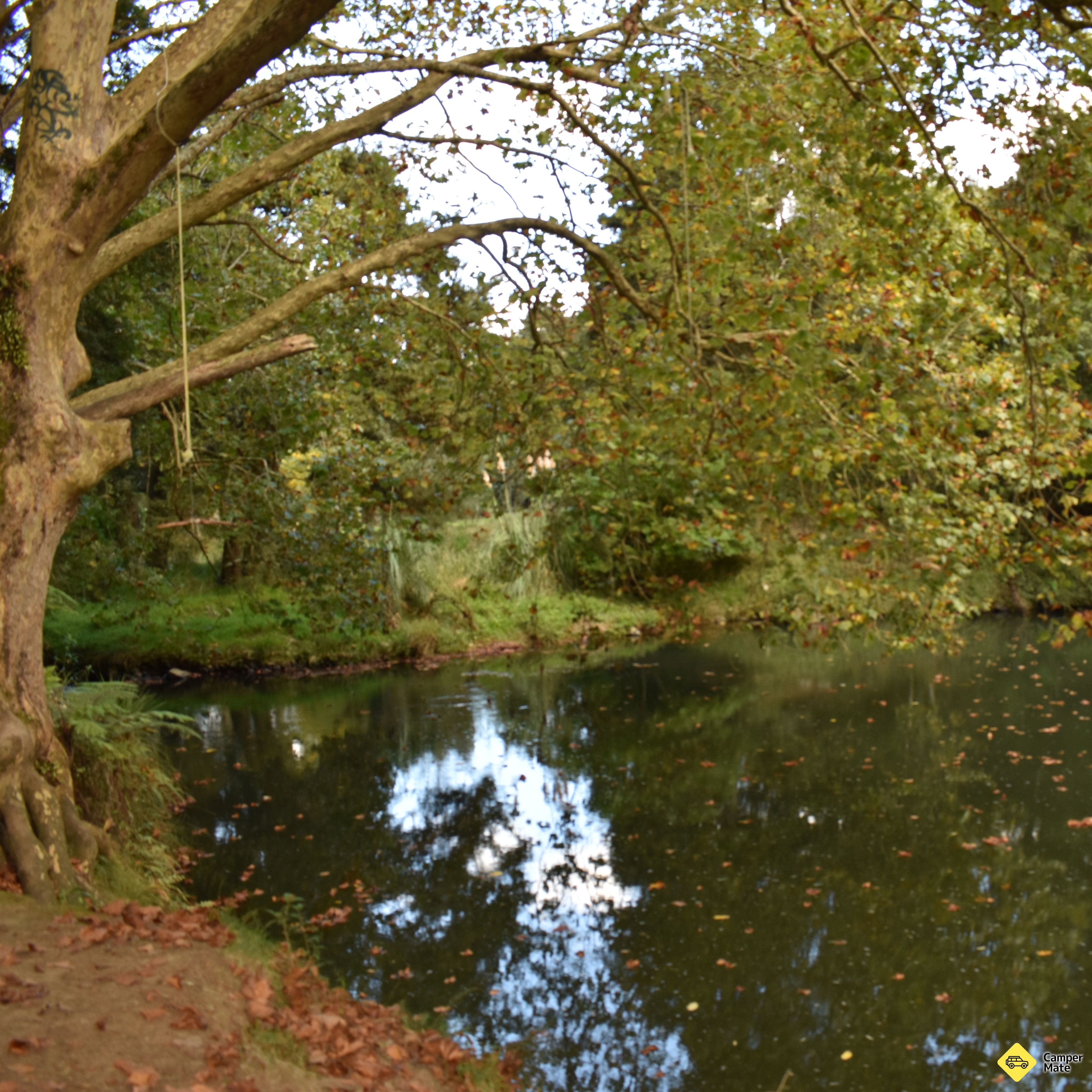 Hatea River Swing and Swim - Image 2