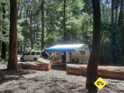 Casuarina camping area