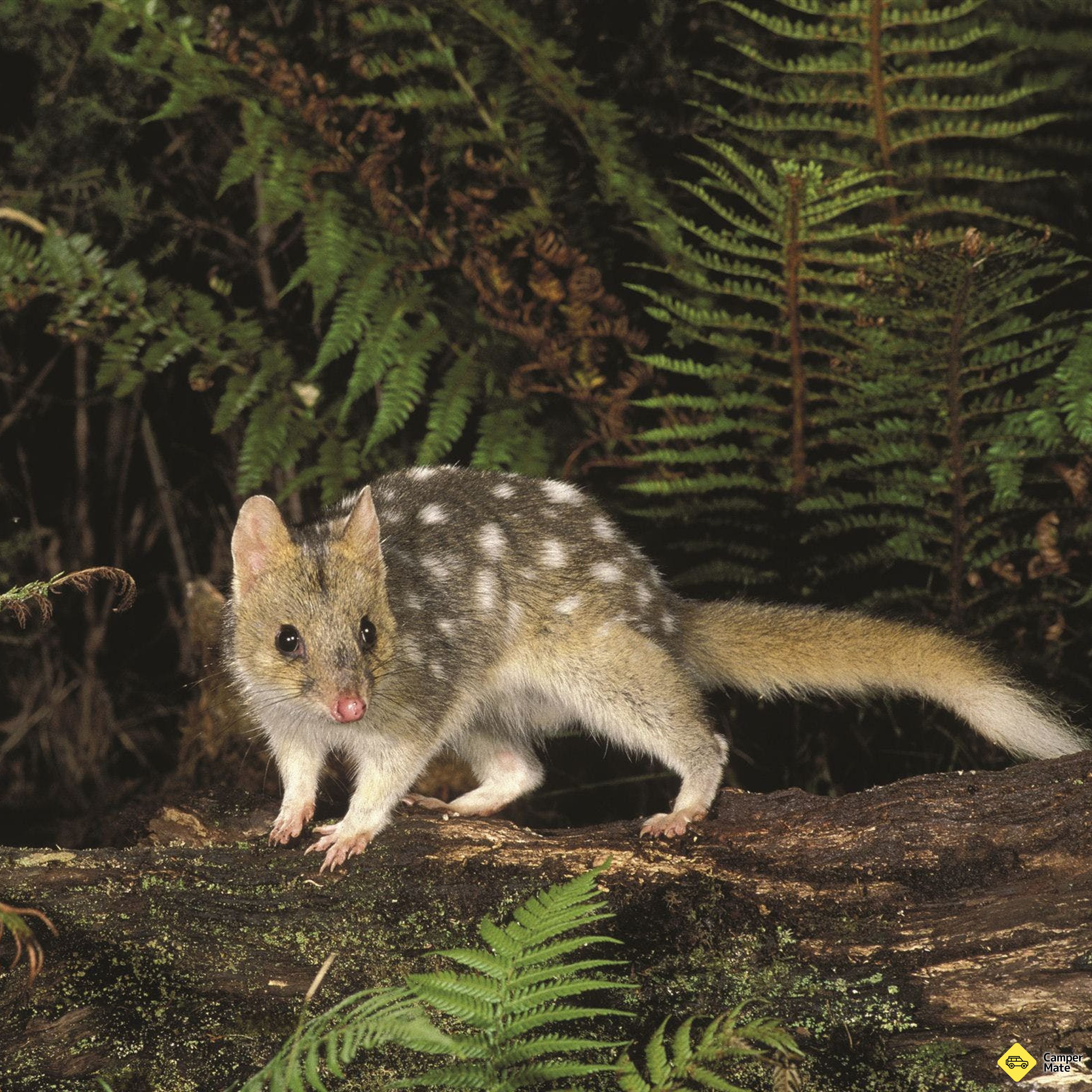 Das Tarkine Forest Reserve - Image 2