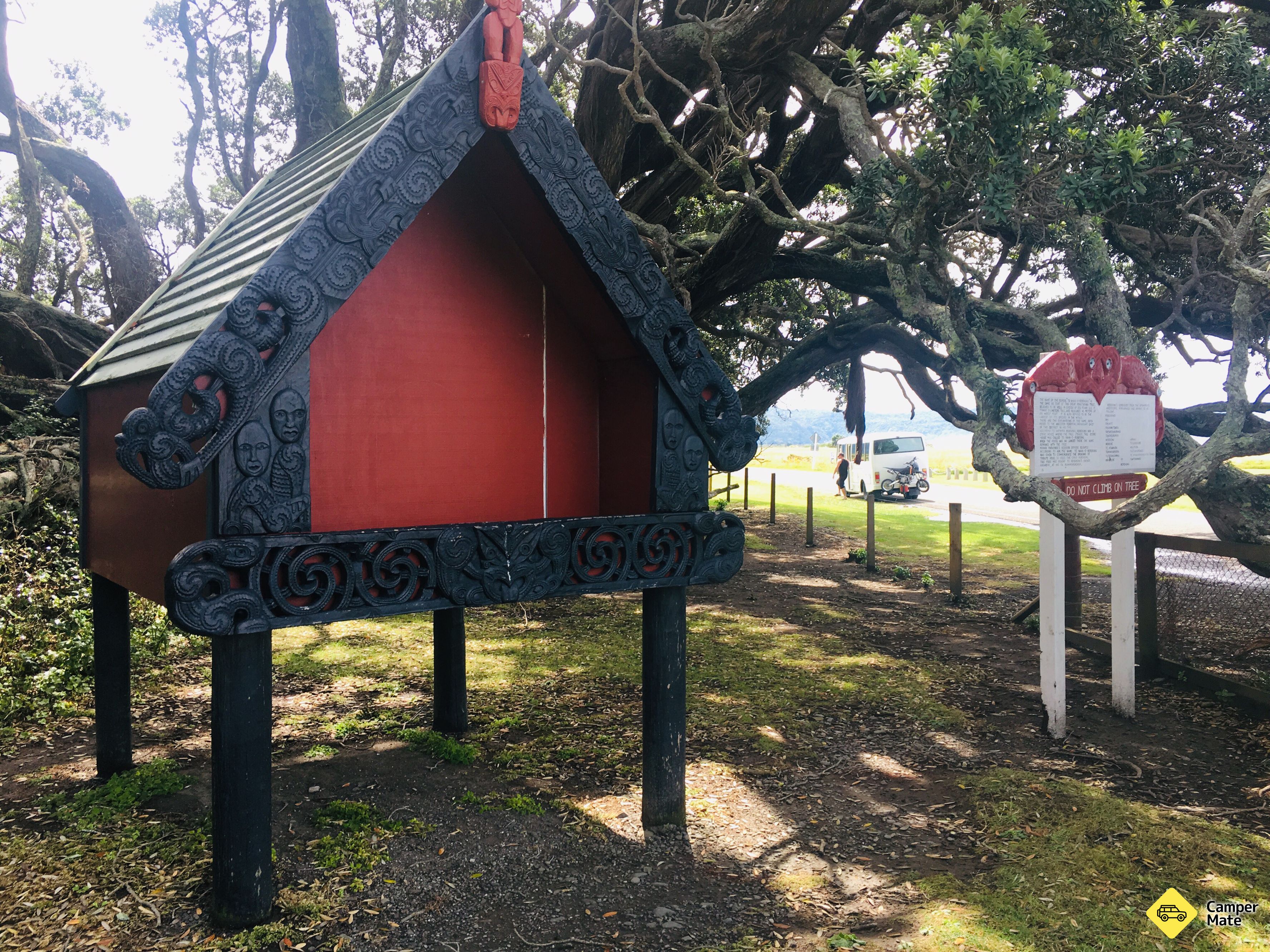Te Waha O Rerekohu - Oldest Pohutukawa Tree - Image 3