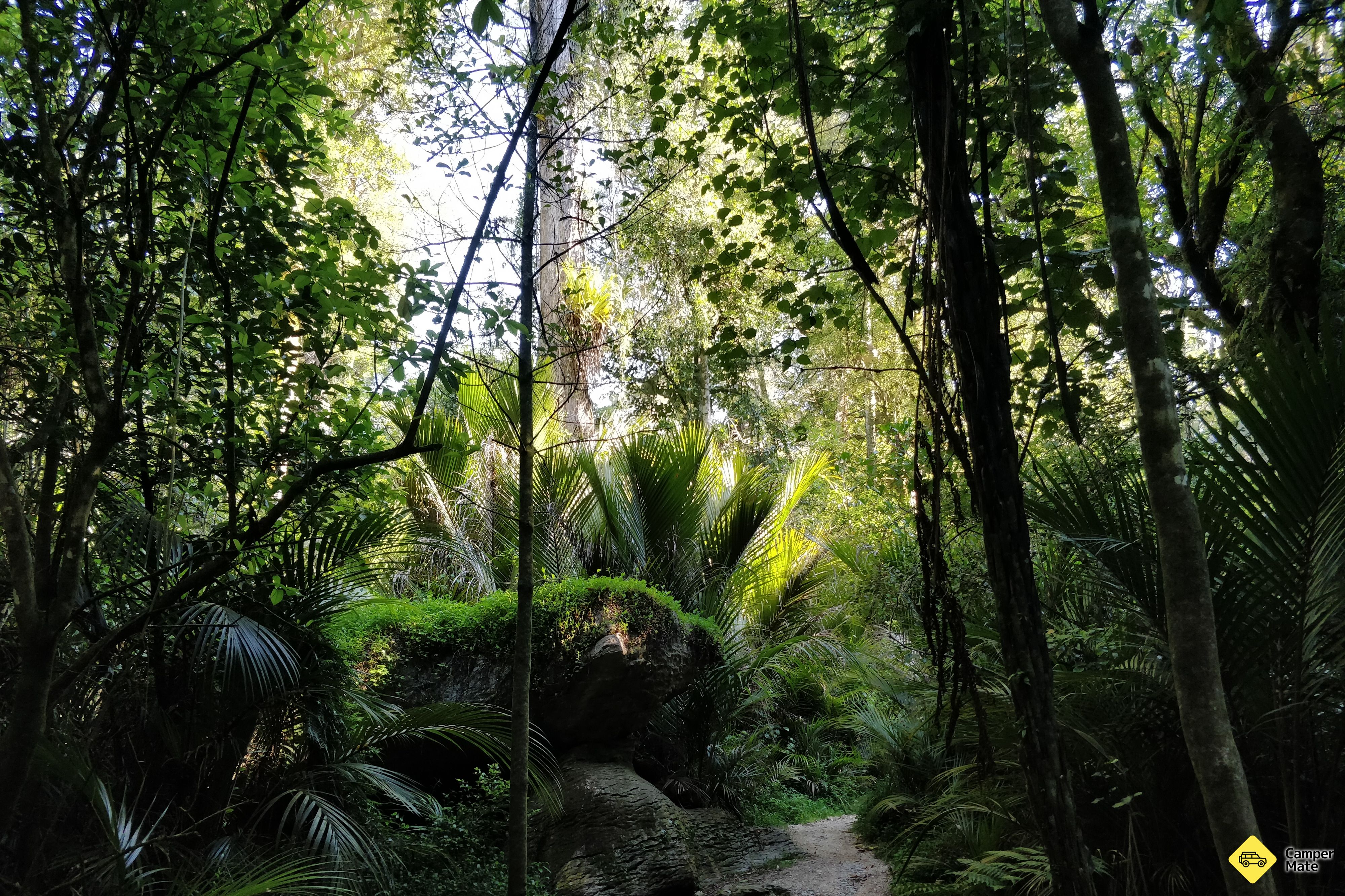 The Grove Scenic Reserve Walk - Image 2