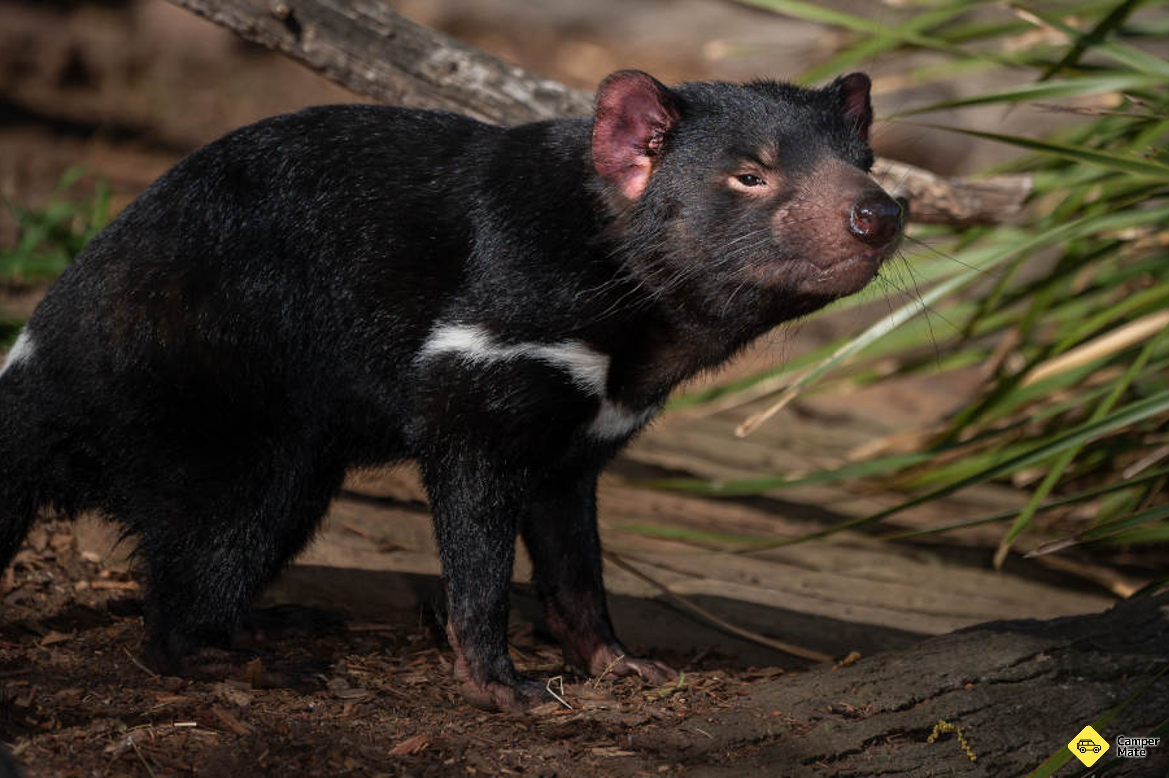 Bonorong Wildlife Sanctuary - Image 2