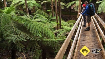 Aotea Scientific Reserve
