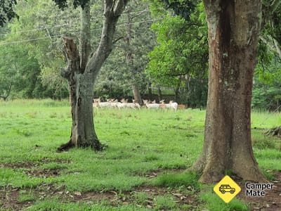 Kookaburra Park
