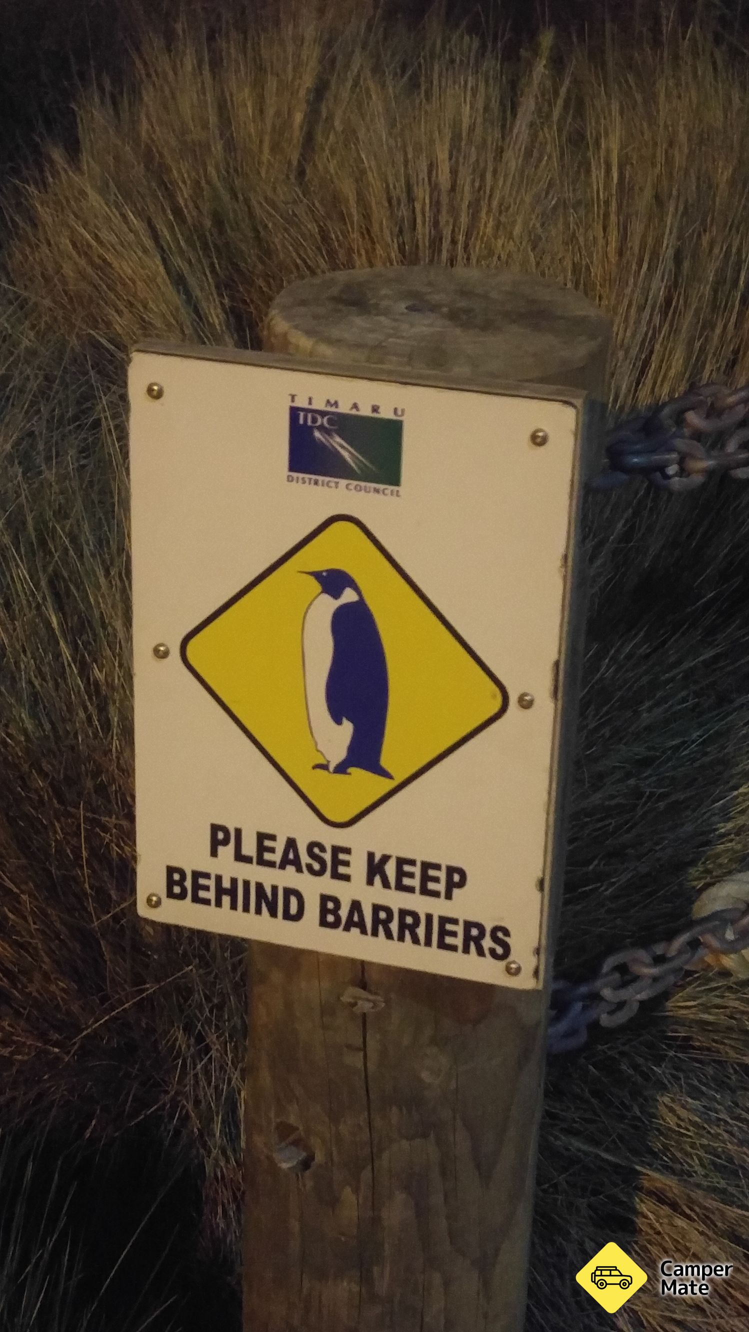 مشاهدة فيلم Timaru Little Blue Penguins - Image 2