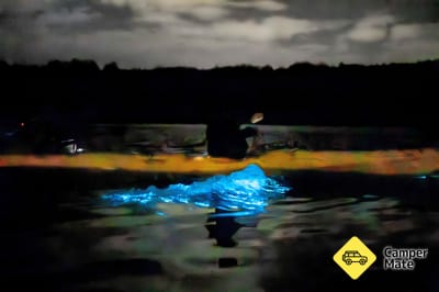Auckland Bioluminescence Kayak Tour 