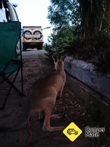 Horizons Kangaroo Sanctuary