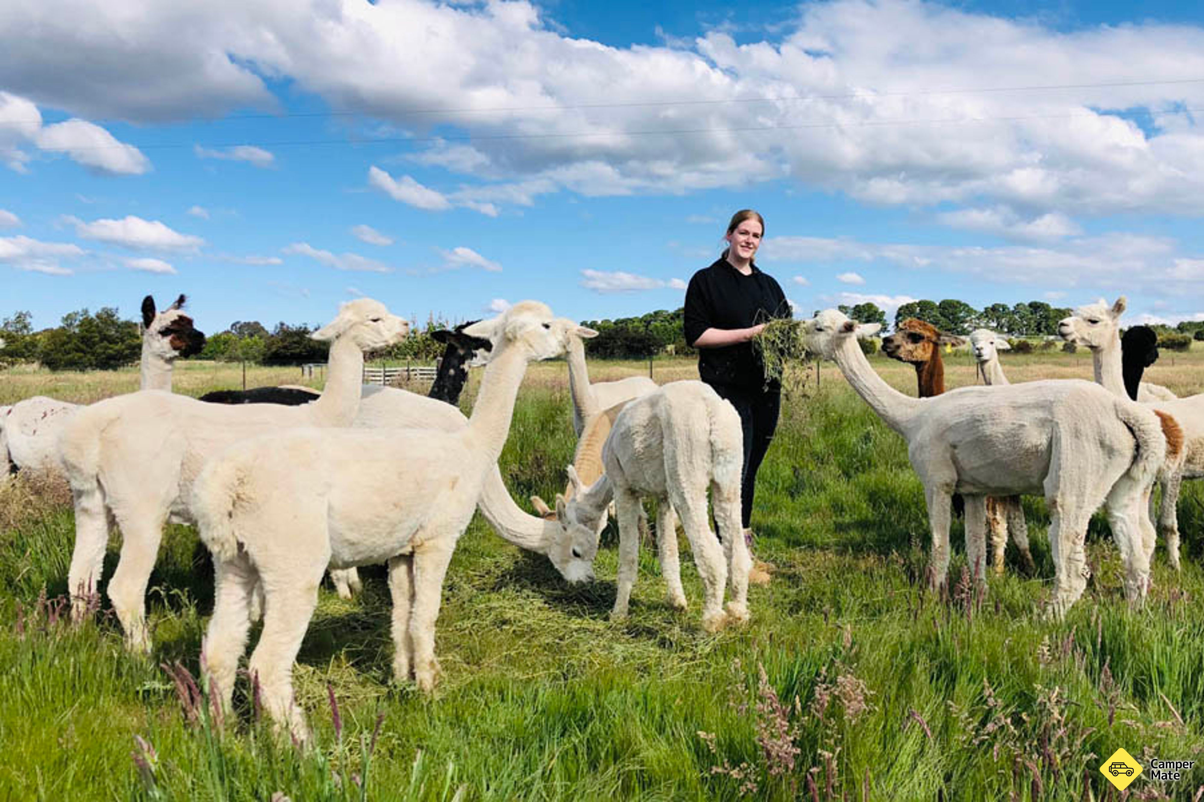 Brunch met de Bunch Alpaca Experience - Image 3