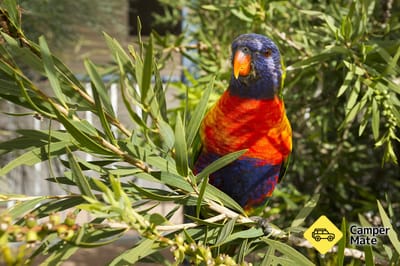 Hometown Ausztrália Lorikeet