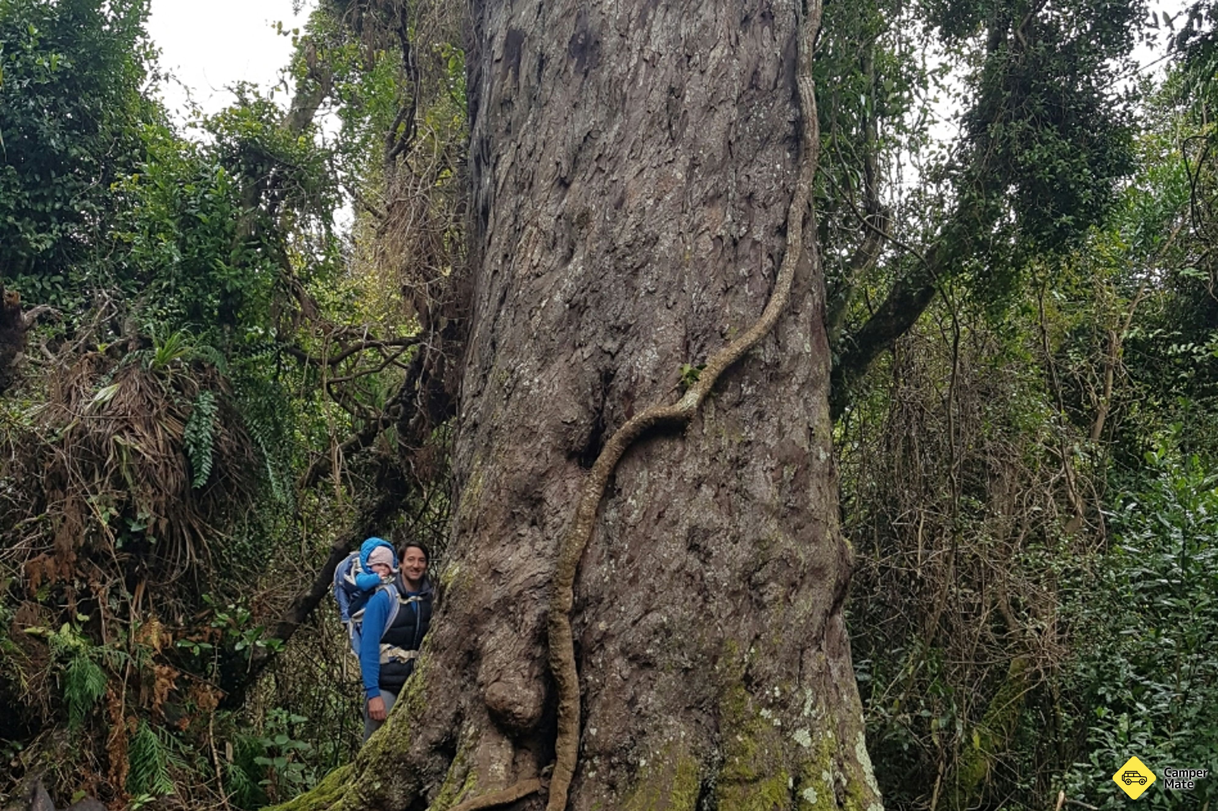 The Big Rimu Tree Walk - Image 2
