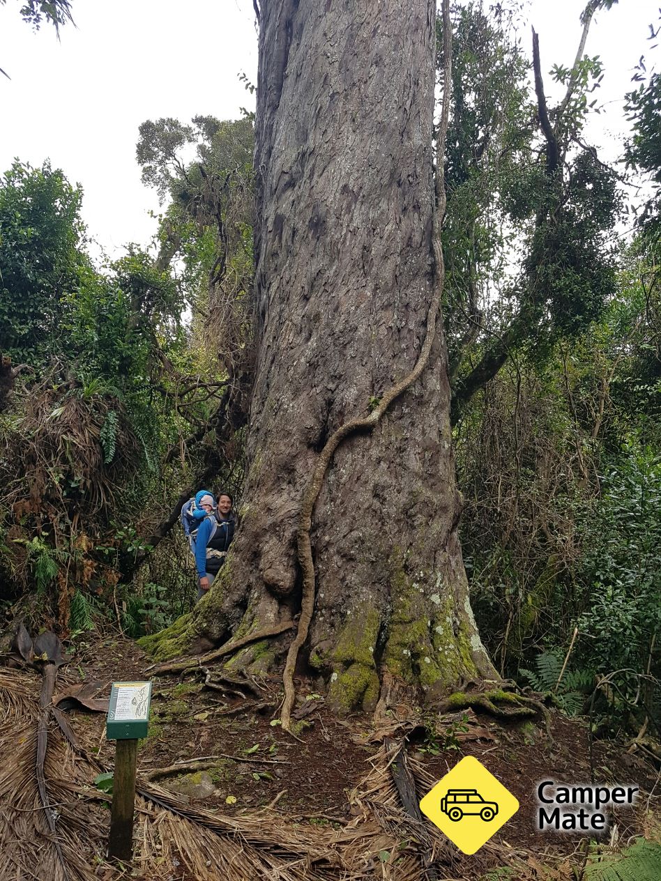 The Big Rimu Tree Walk - Image 2