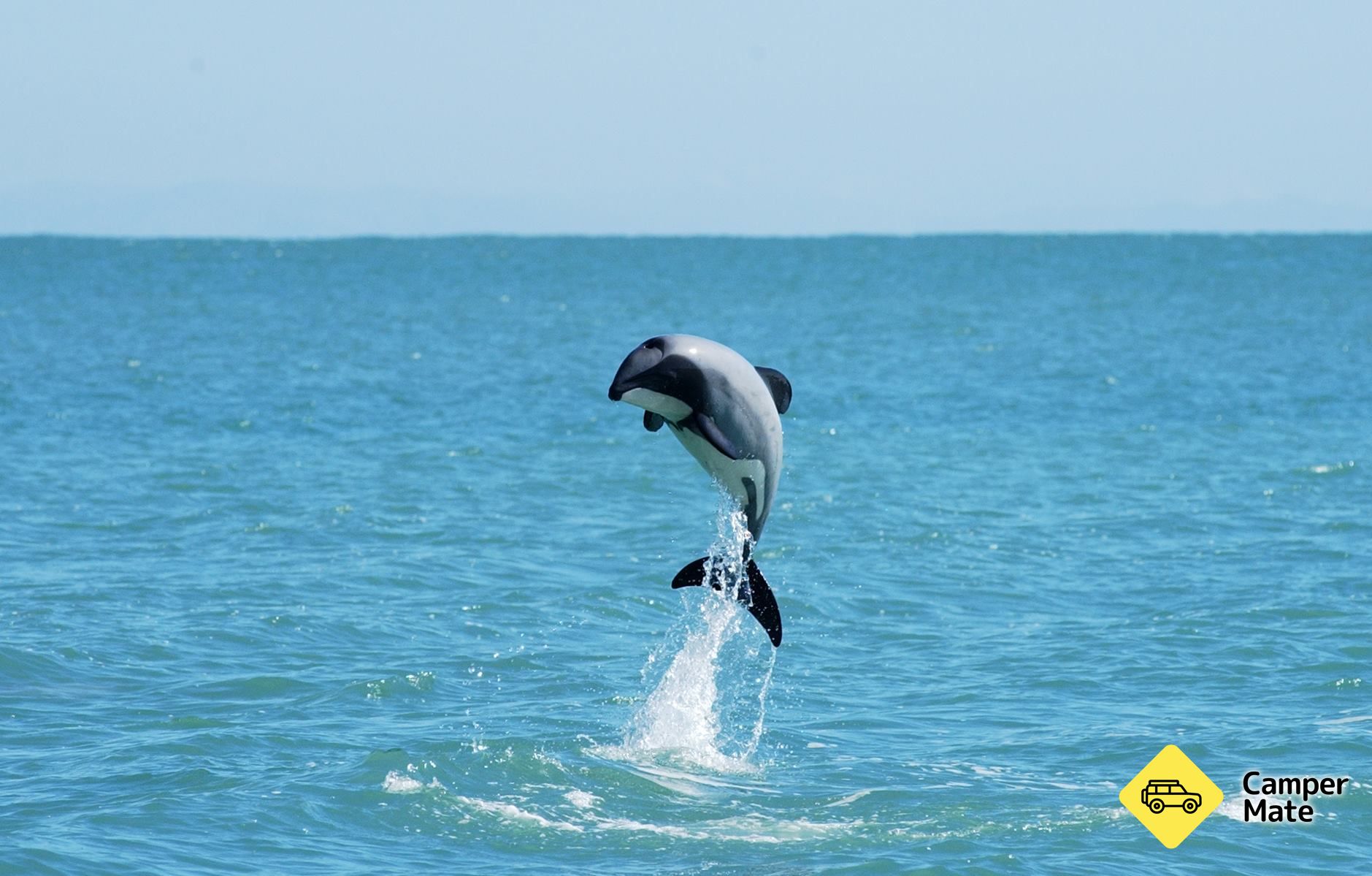 Akaroa Nature and Wildlife Cruises - Image 3