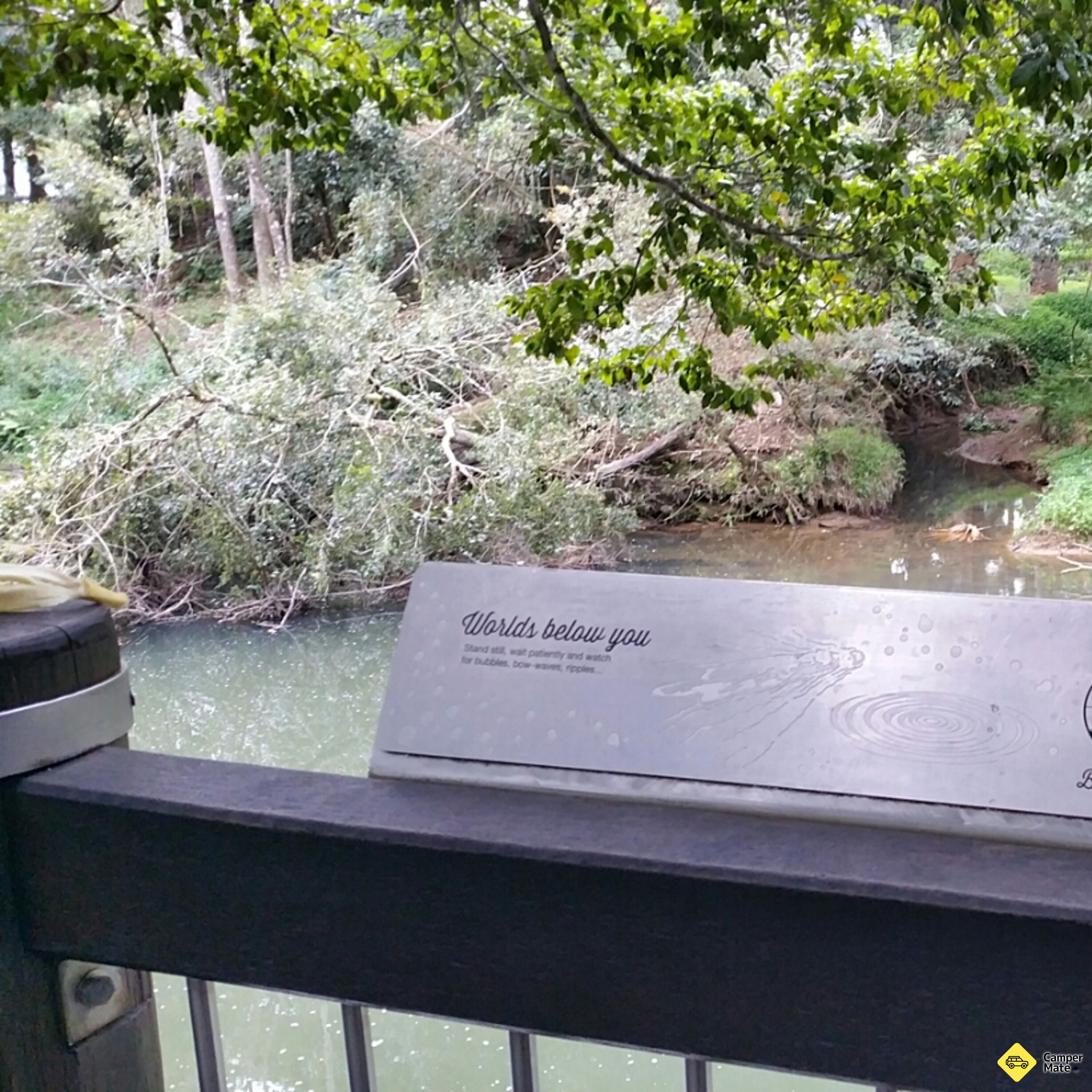 Platypus en regardant la rivière brisée - Image 2