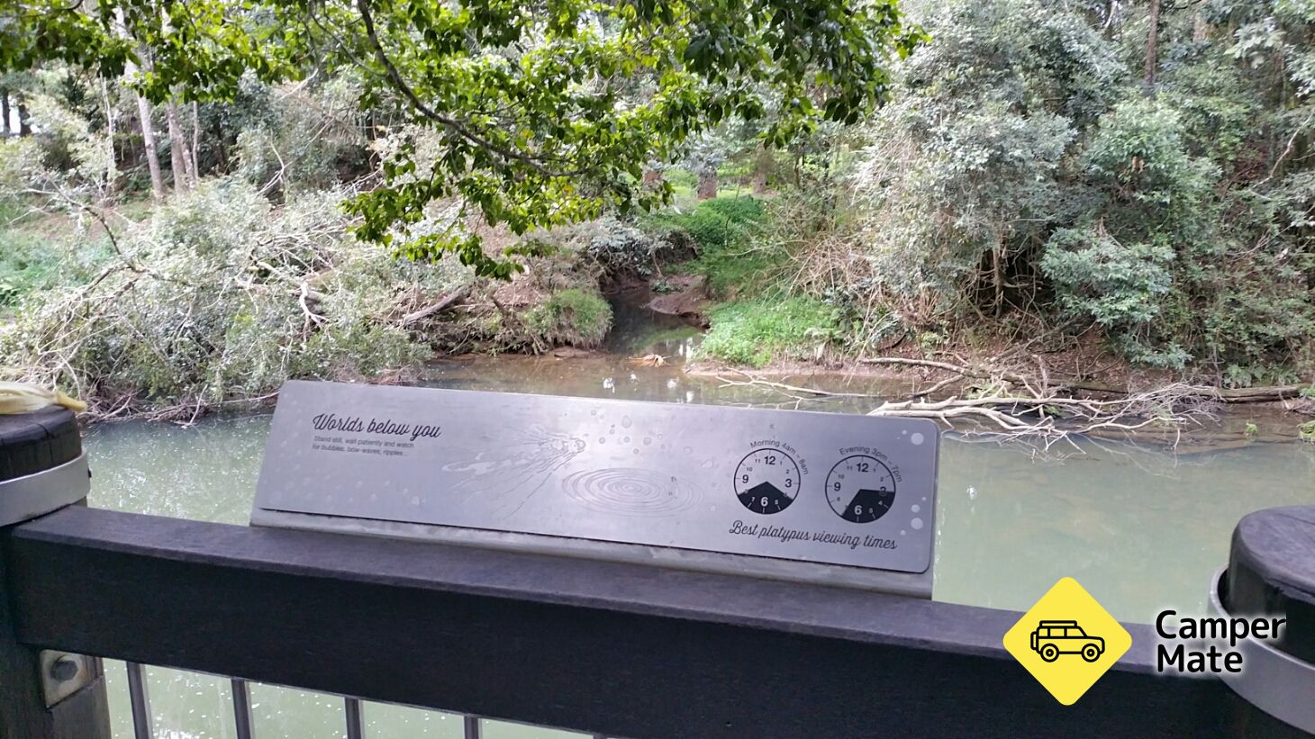 Platypus en regardant la rivière brisée - Image 2