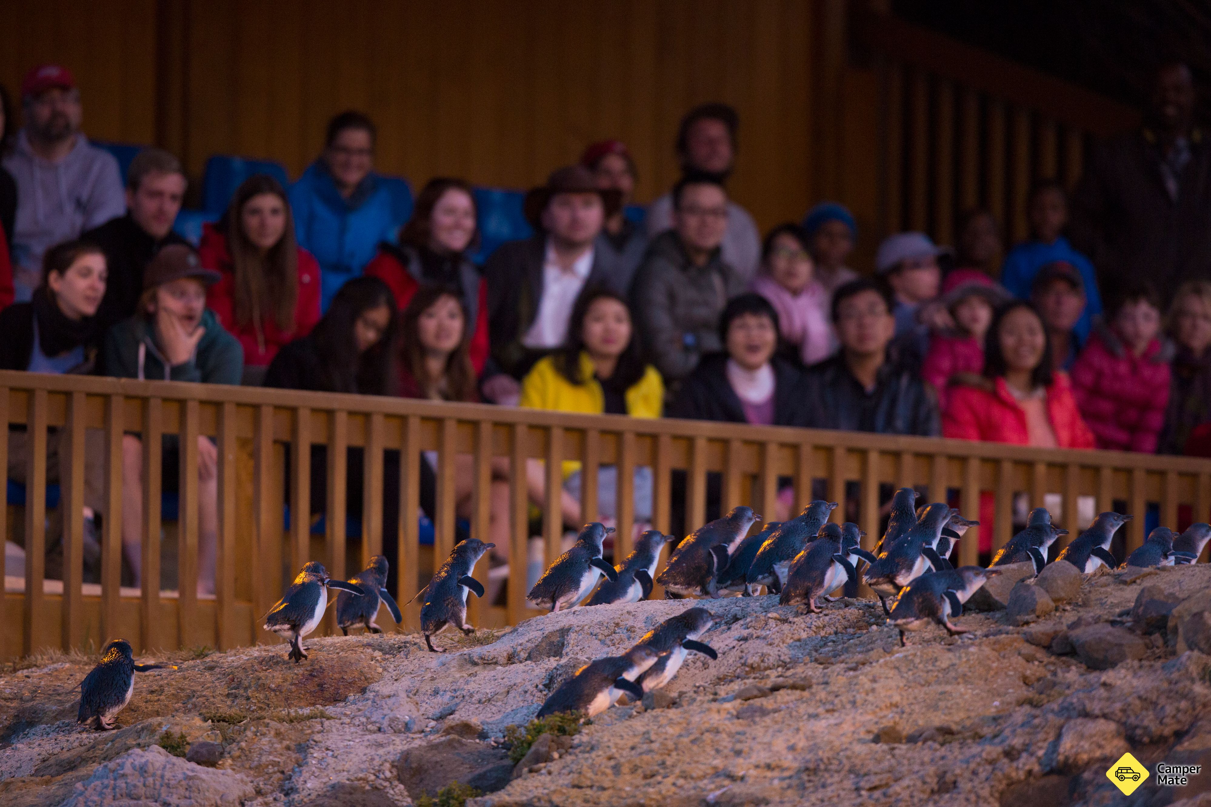 Blue Penguin Colony - Oamaru - Image 2