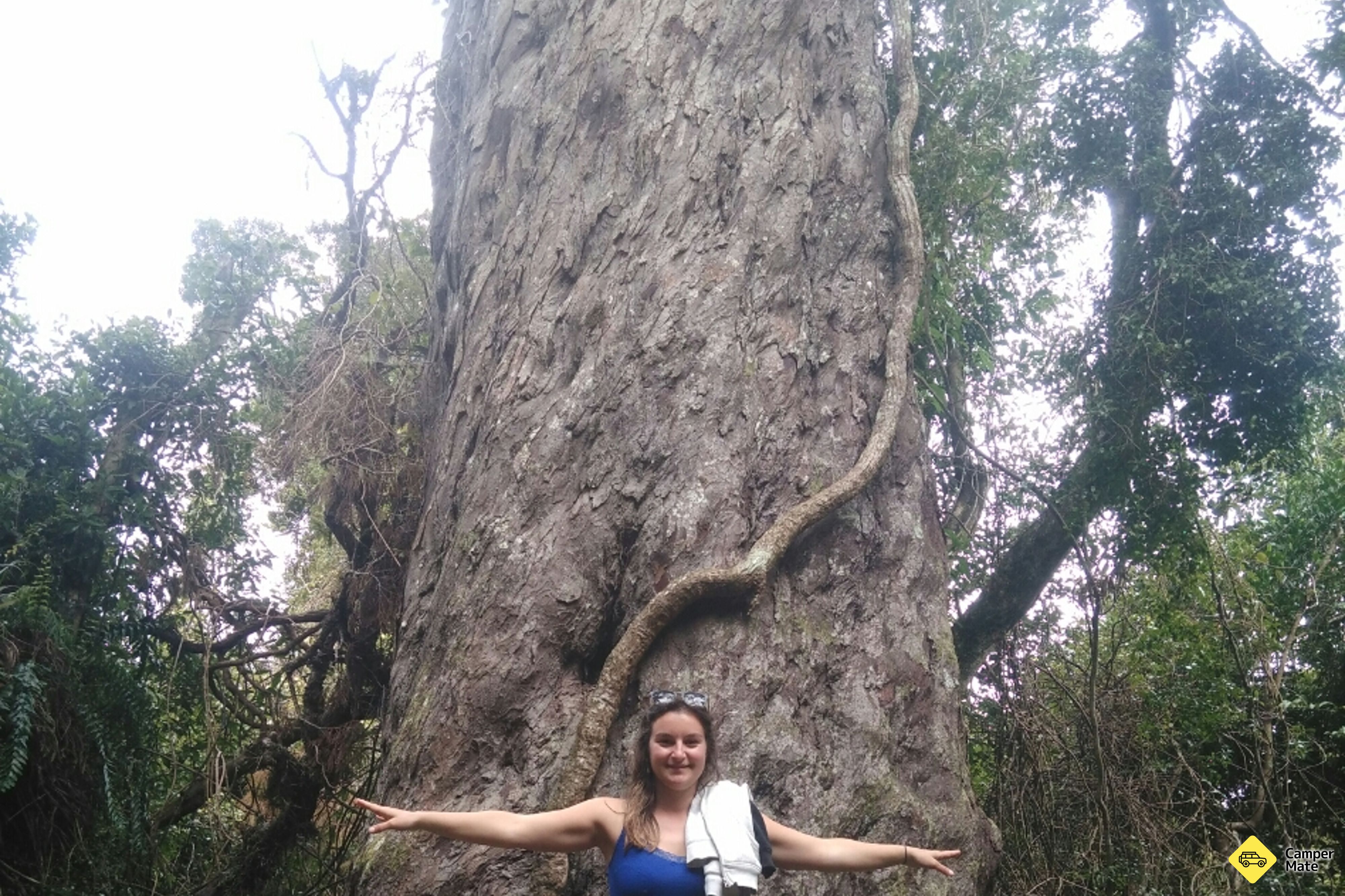 The Big Rimu Tree Walk - Image 3