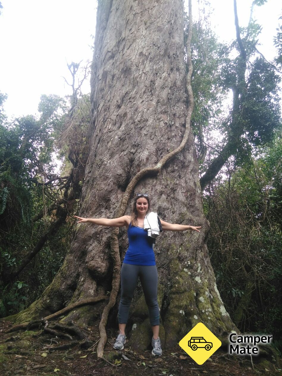 The Big Rimu Tree Walk - Image 3