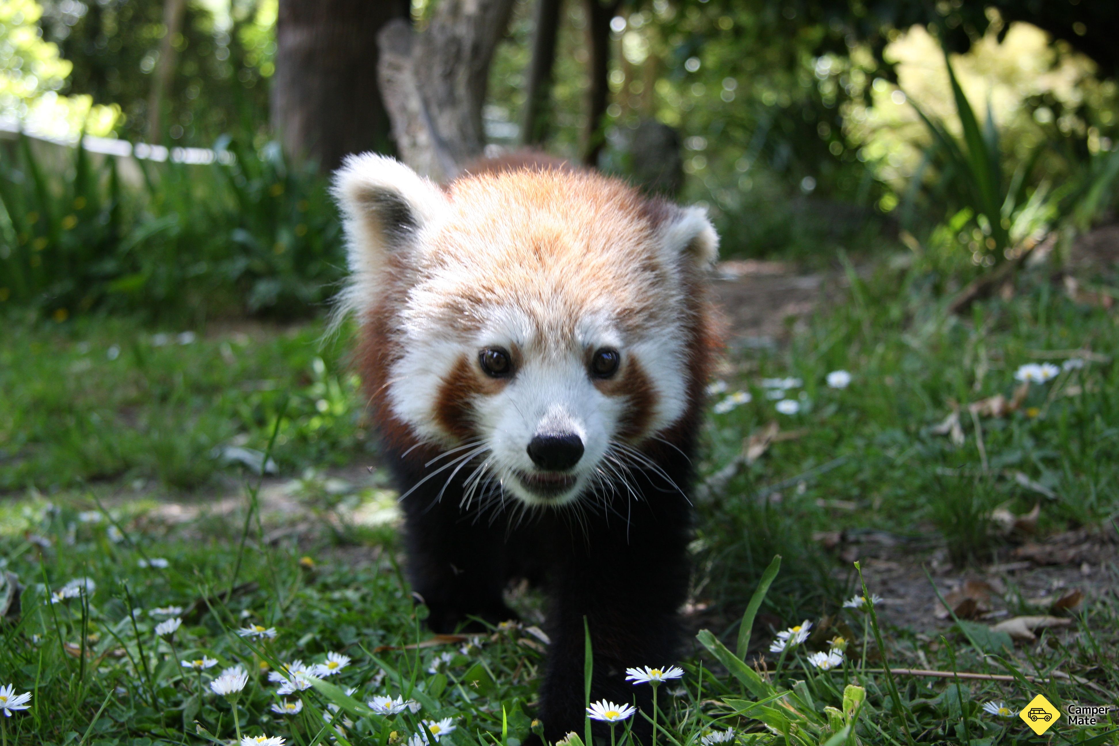 Hamilton Zoo - Image 2