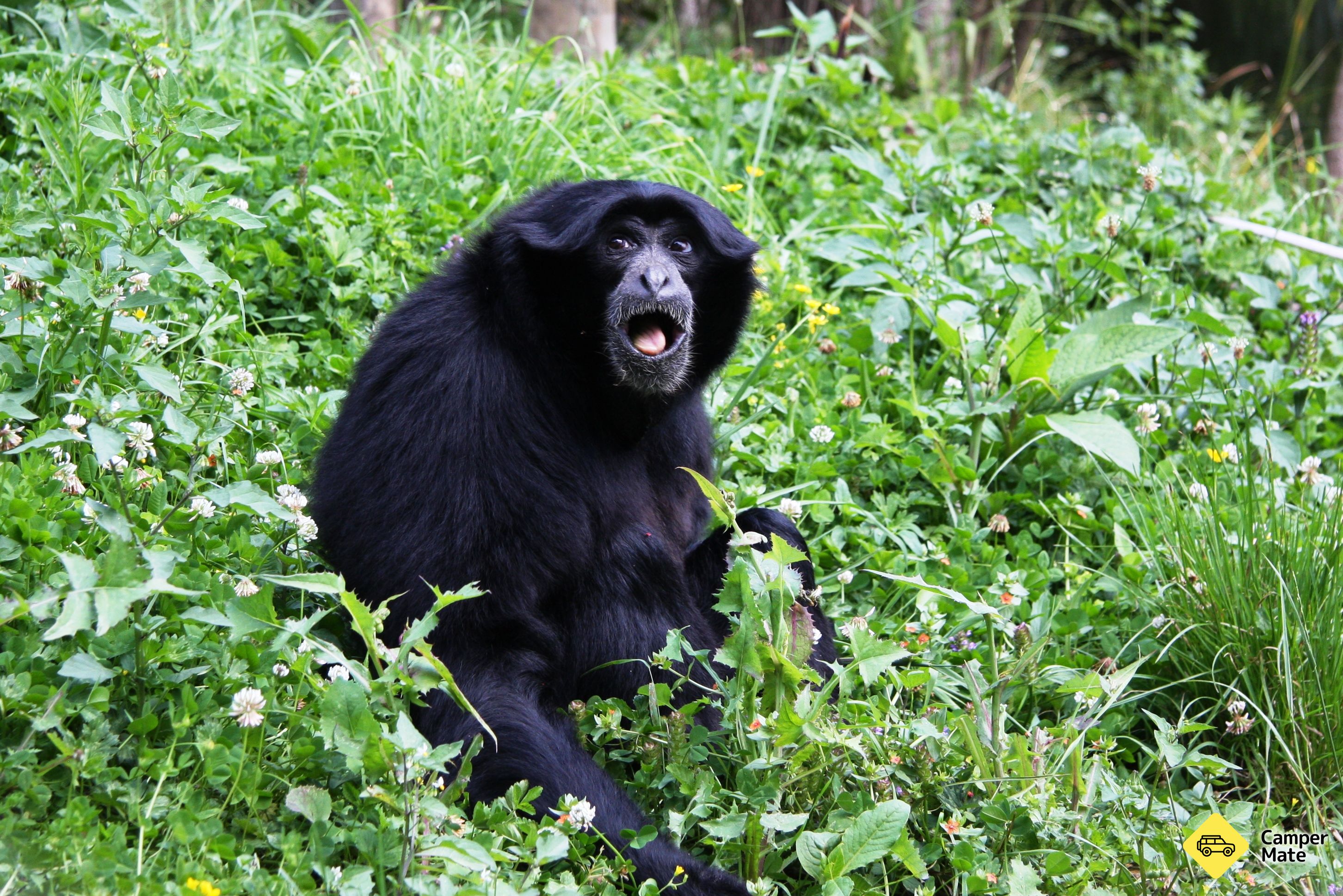 Hamilton Zoo - Image 3