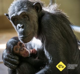 Hamilton Zoo