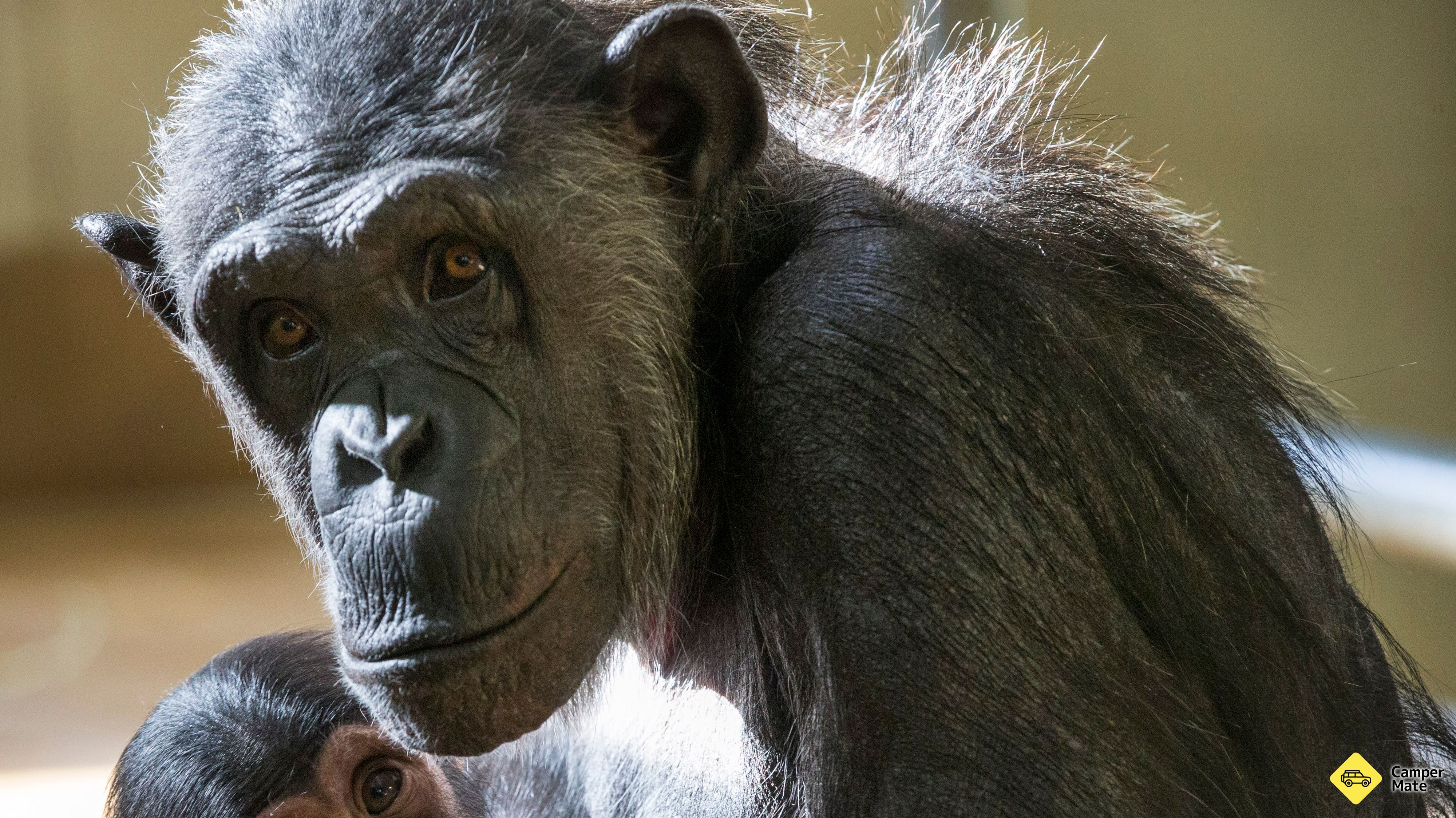 Hamilton Zoo