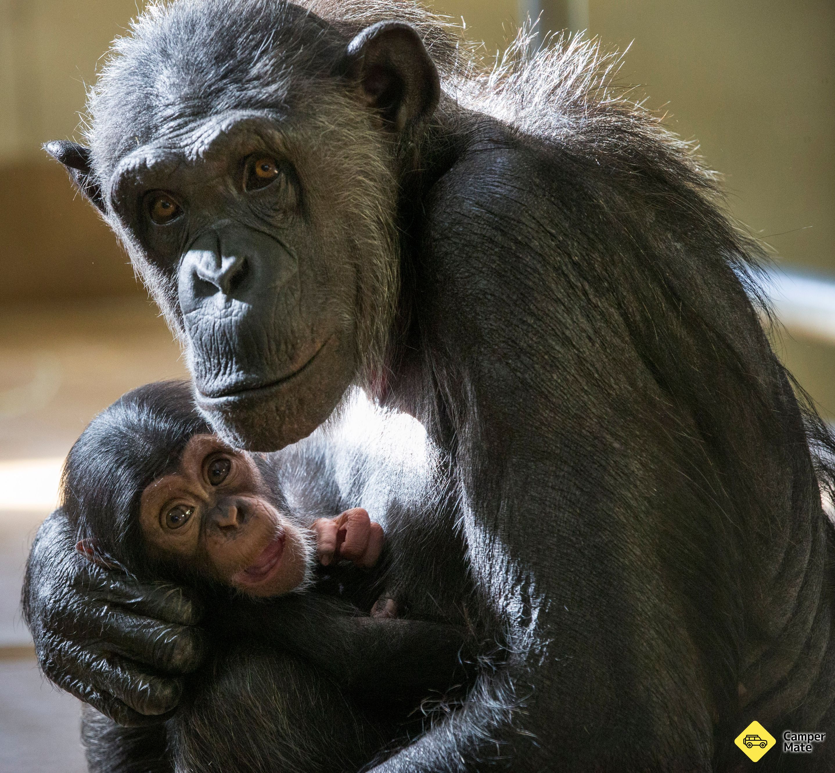 Hamilton Zoo