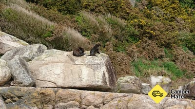 Separation Point Track