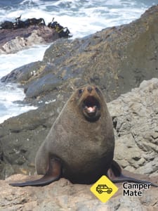 Cape Palliser Seal Colony