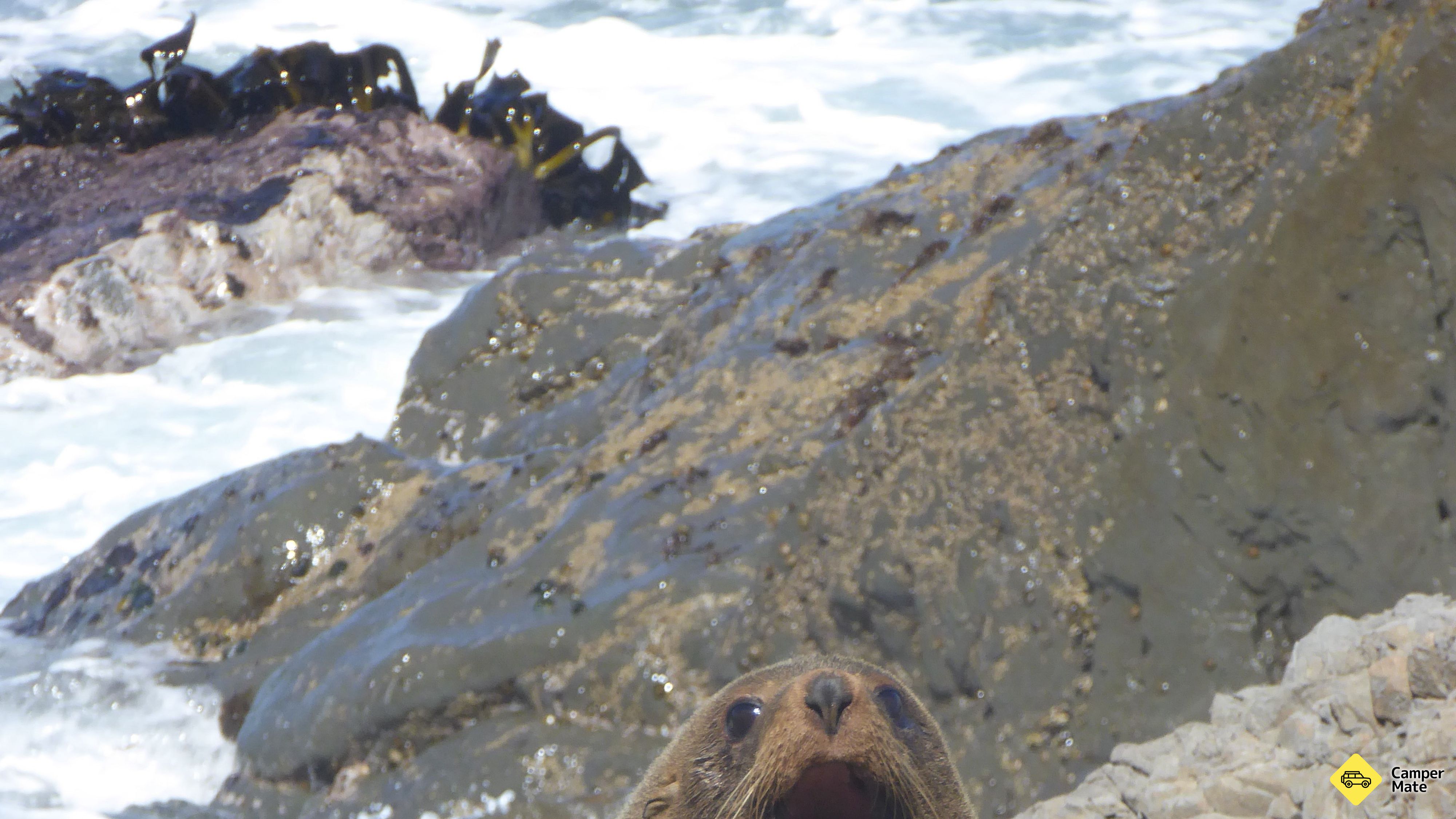 Cape Palliser Seals gyarmatok