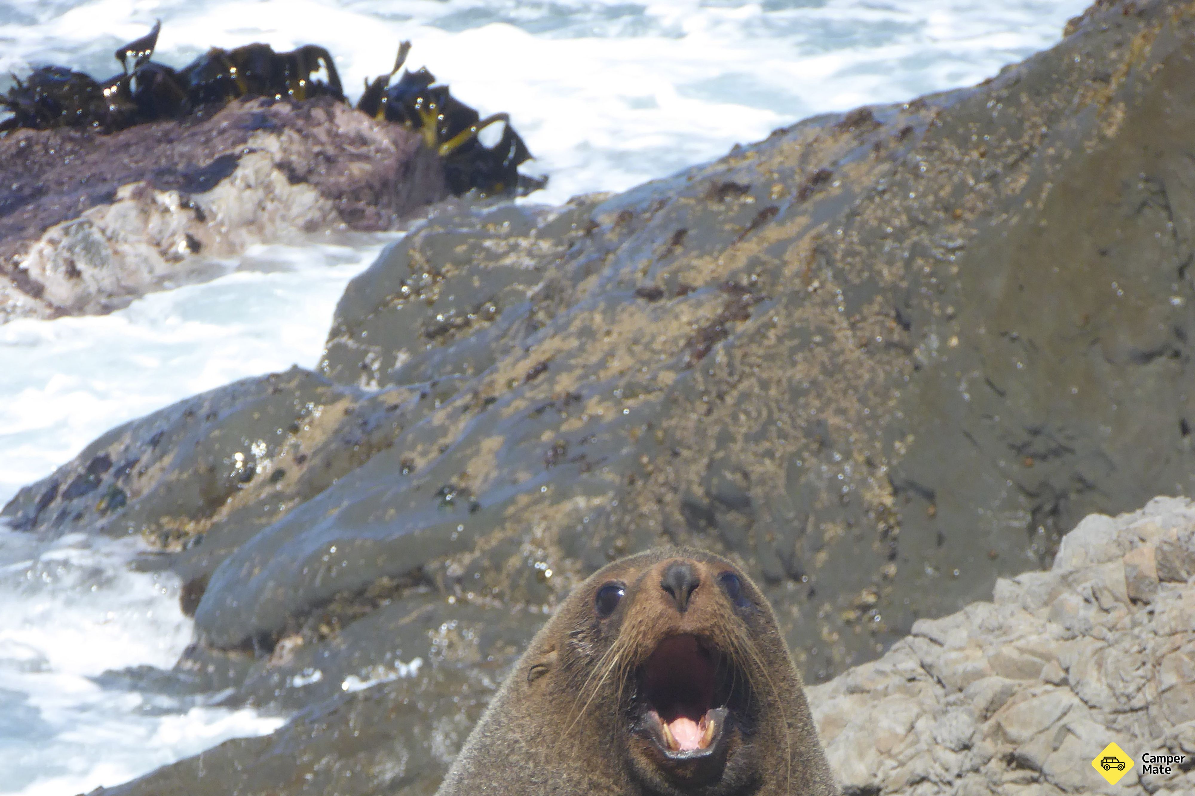 Cape Palliser Seal Colony