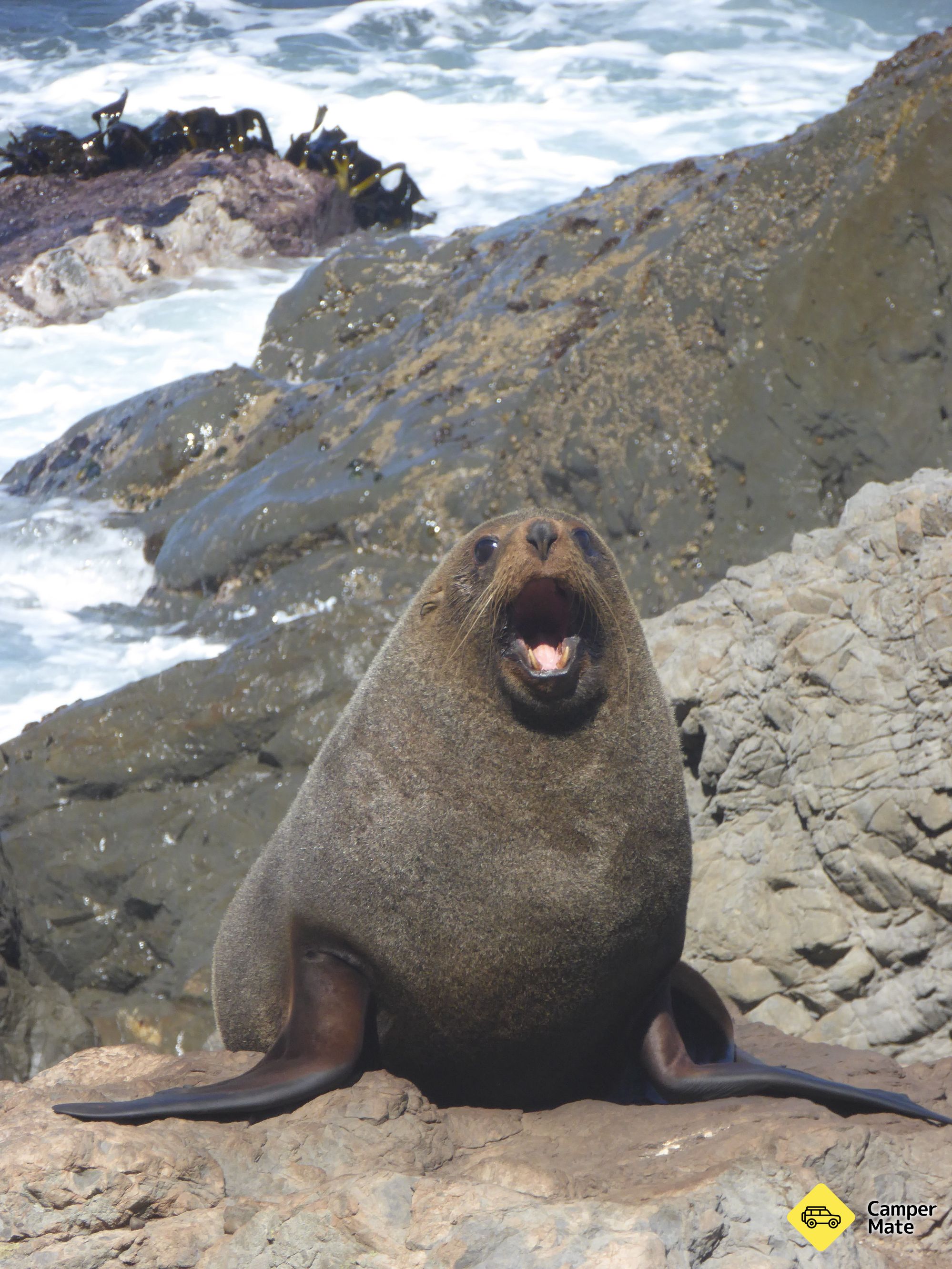 Cape Palliser Seal Colony