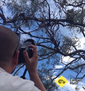Raymond Island Koala Trail
