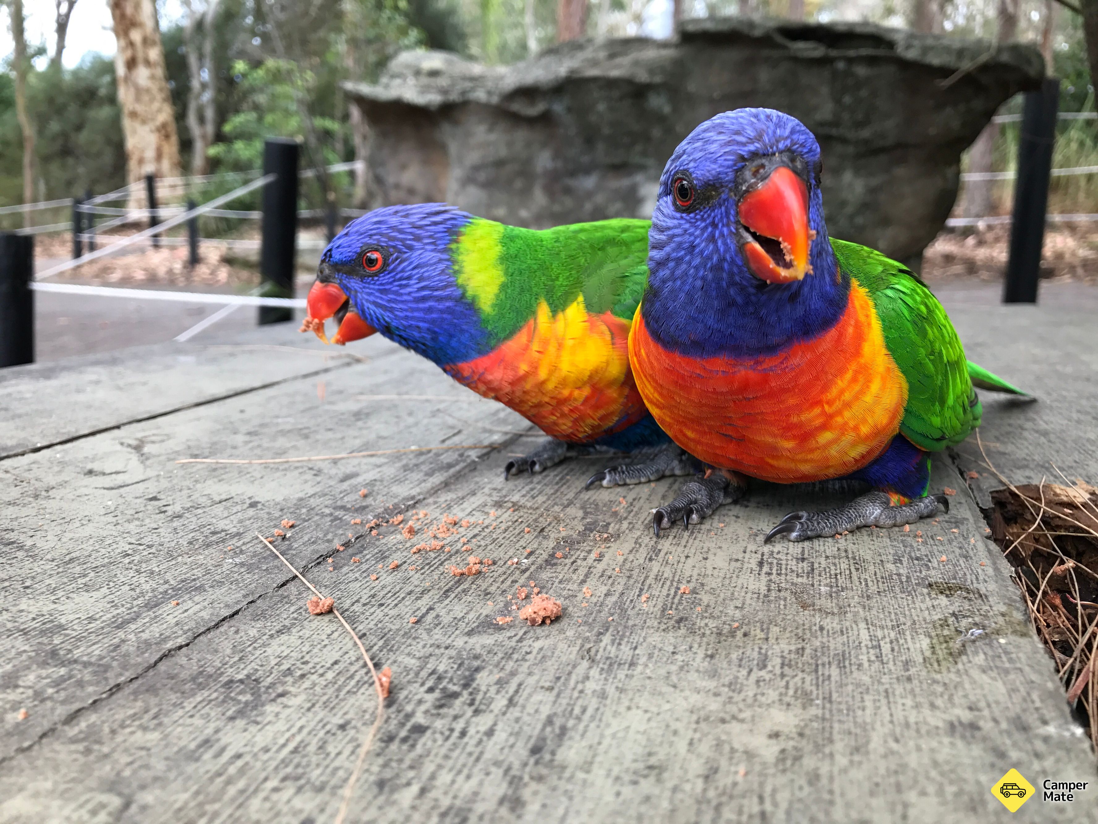 Parque de los reptiles de Australia - Image 2