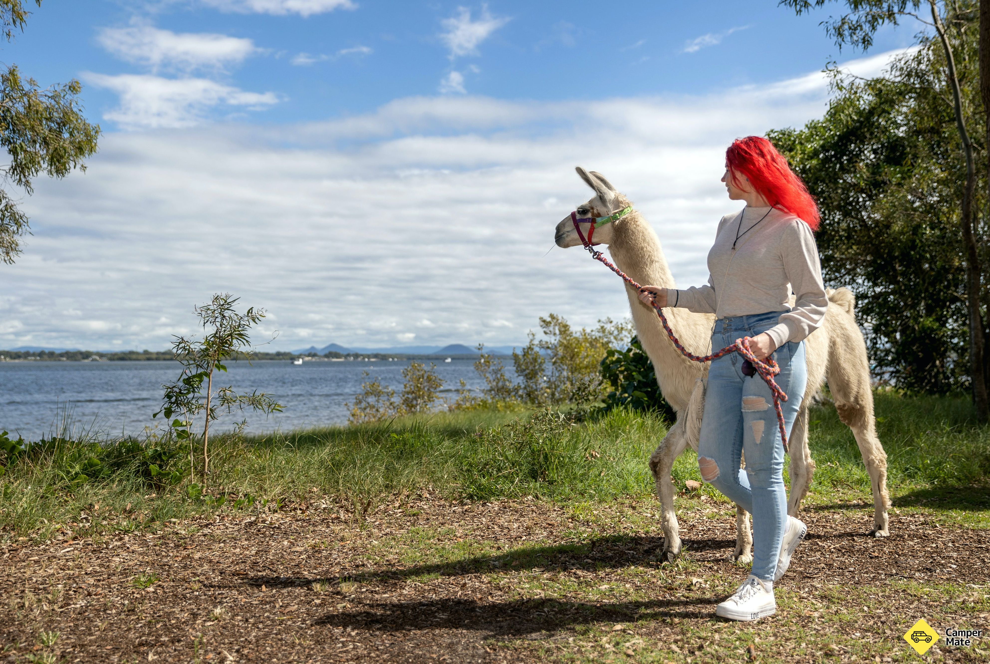 Ottaba Llamas - Image 3