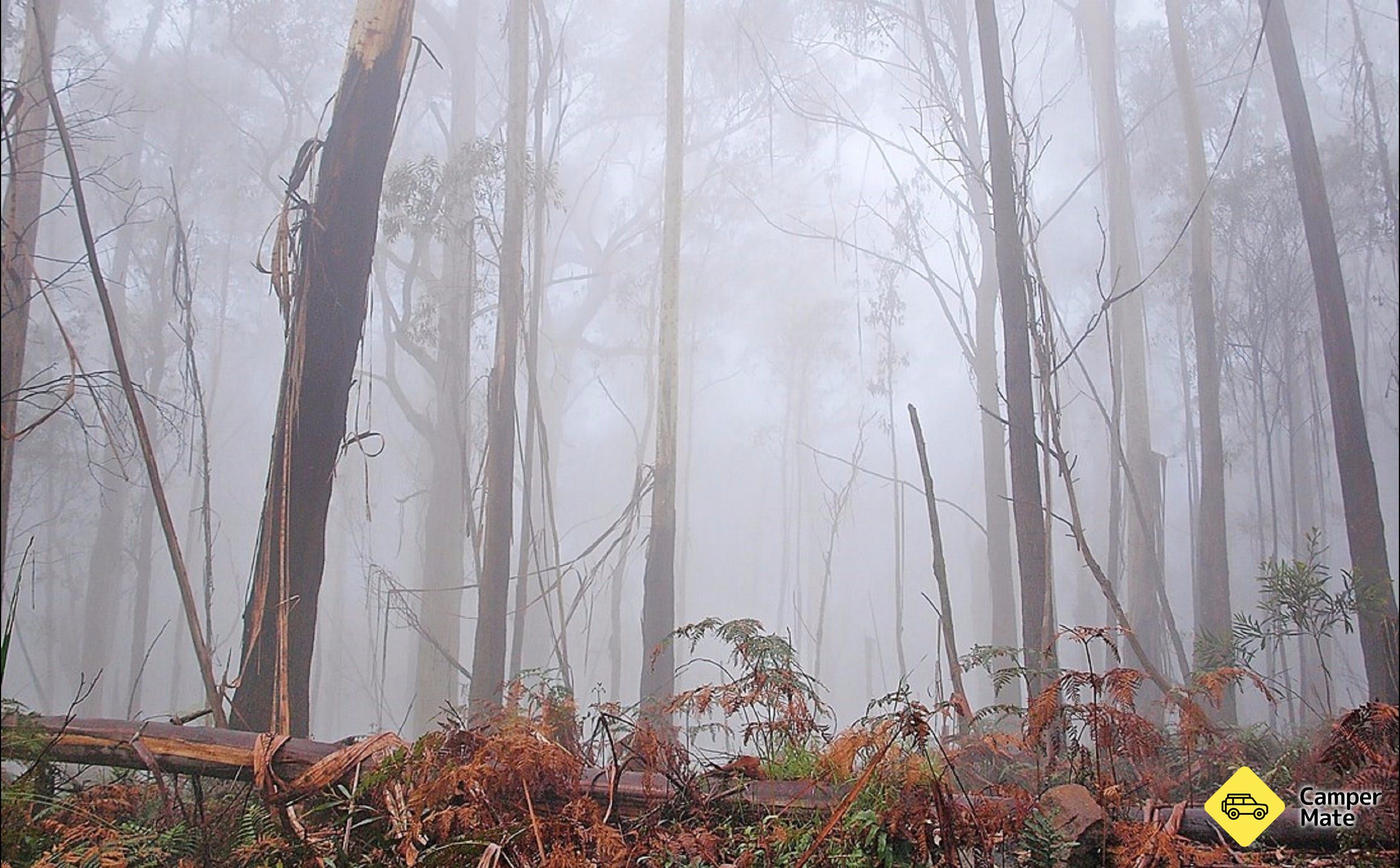 Mogo Bushwalk - Image 2
