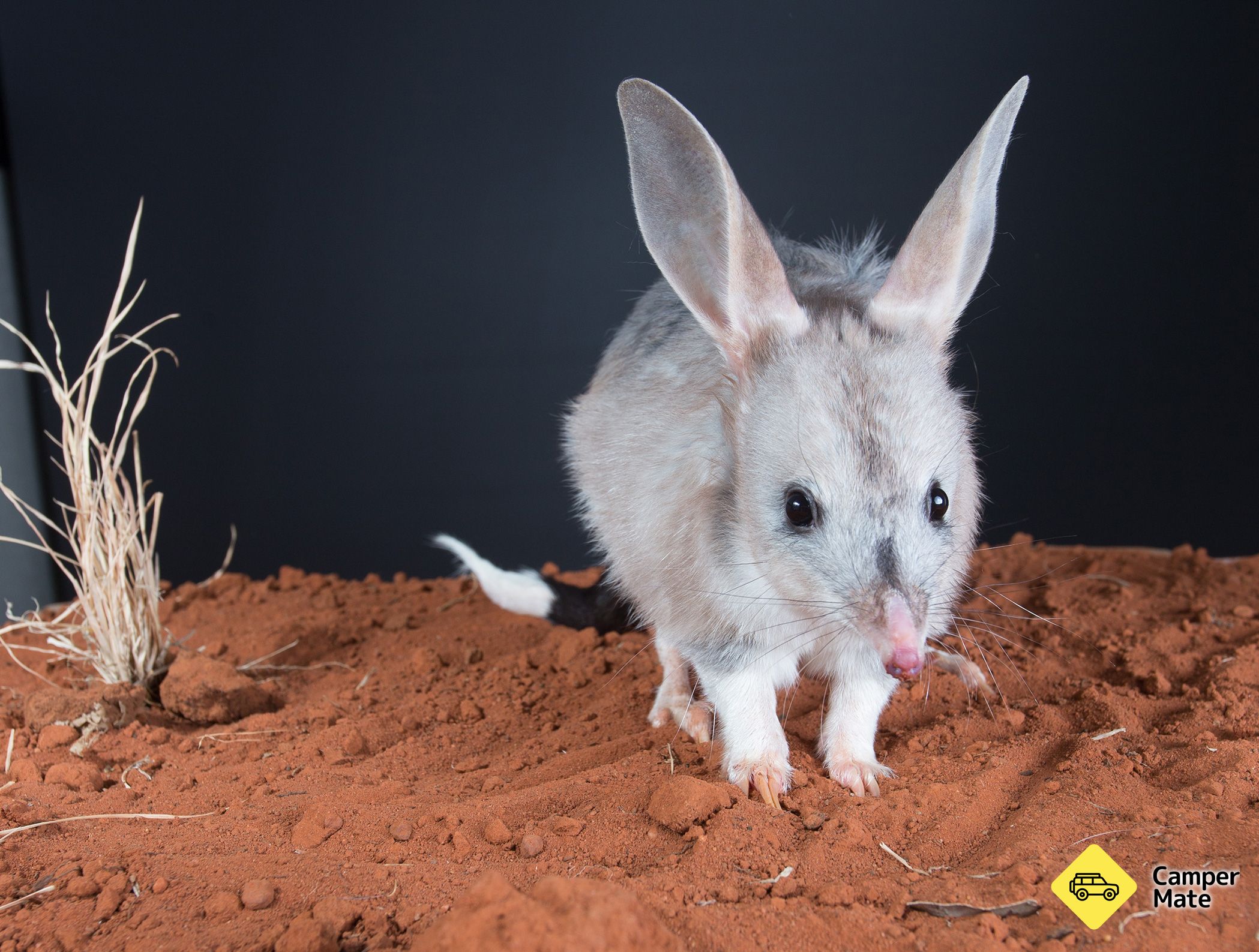 Charleville Bilby Expérience - Image 3