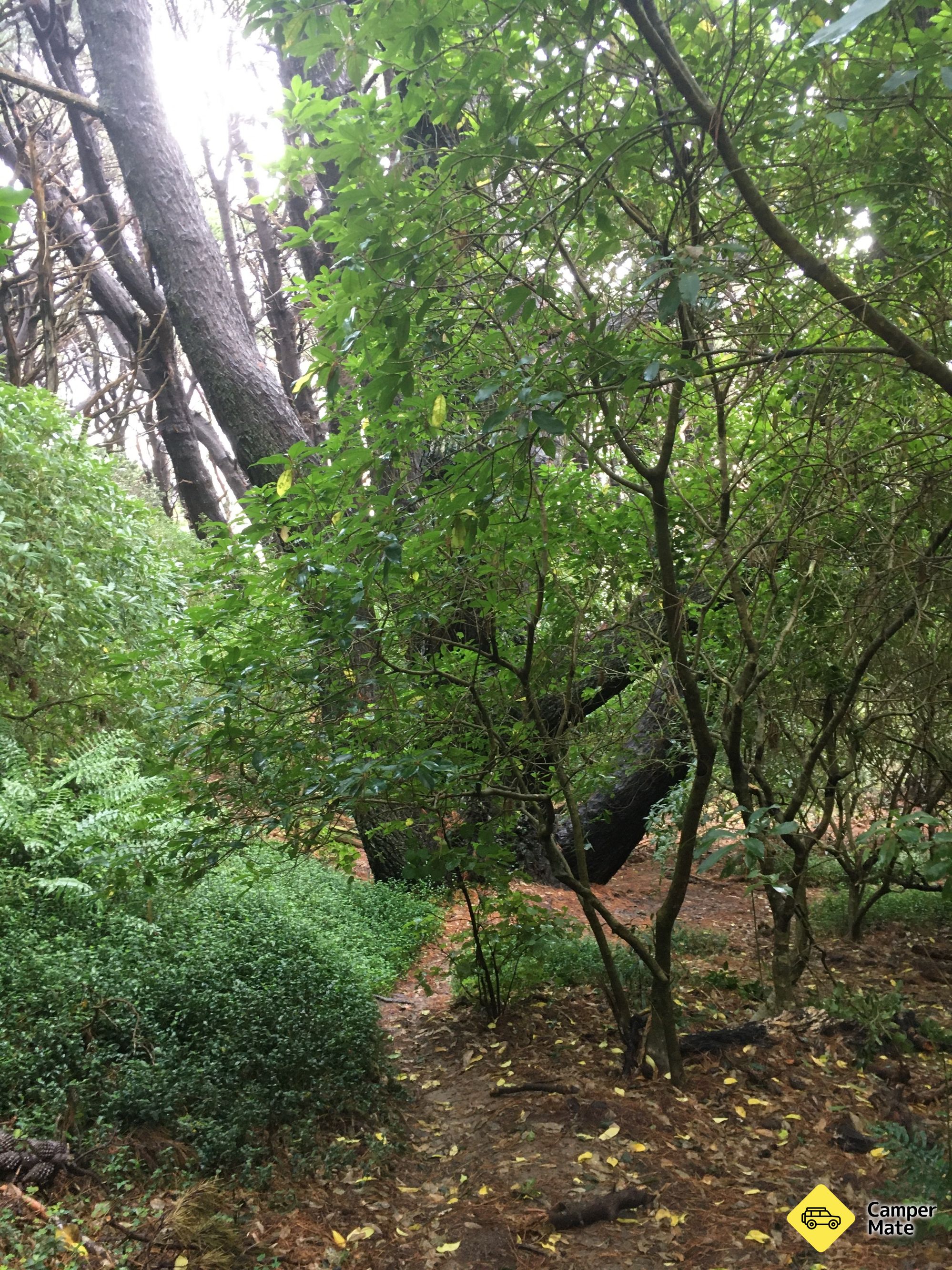 Arbre de Frodon (Lord Of The Rings) - Image 3